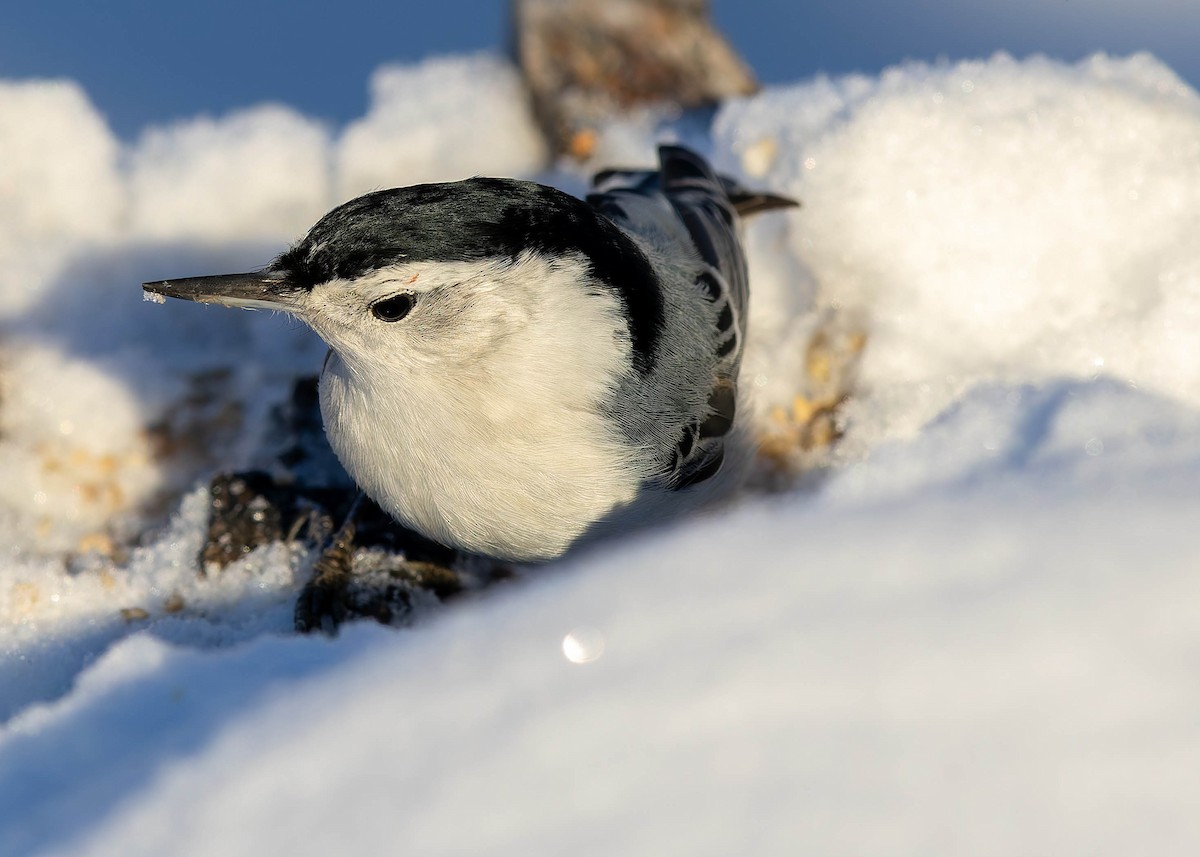 White-breasted Nuthatch - ML646269648