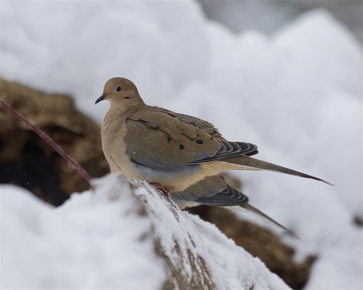 Mourning Dove - ML646269653