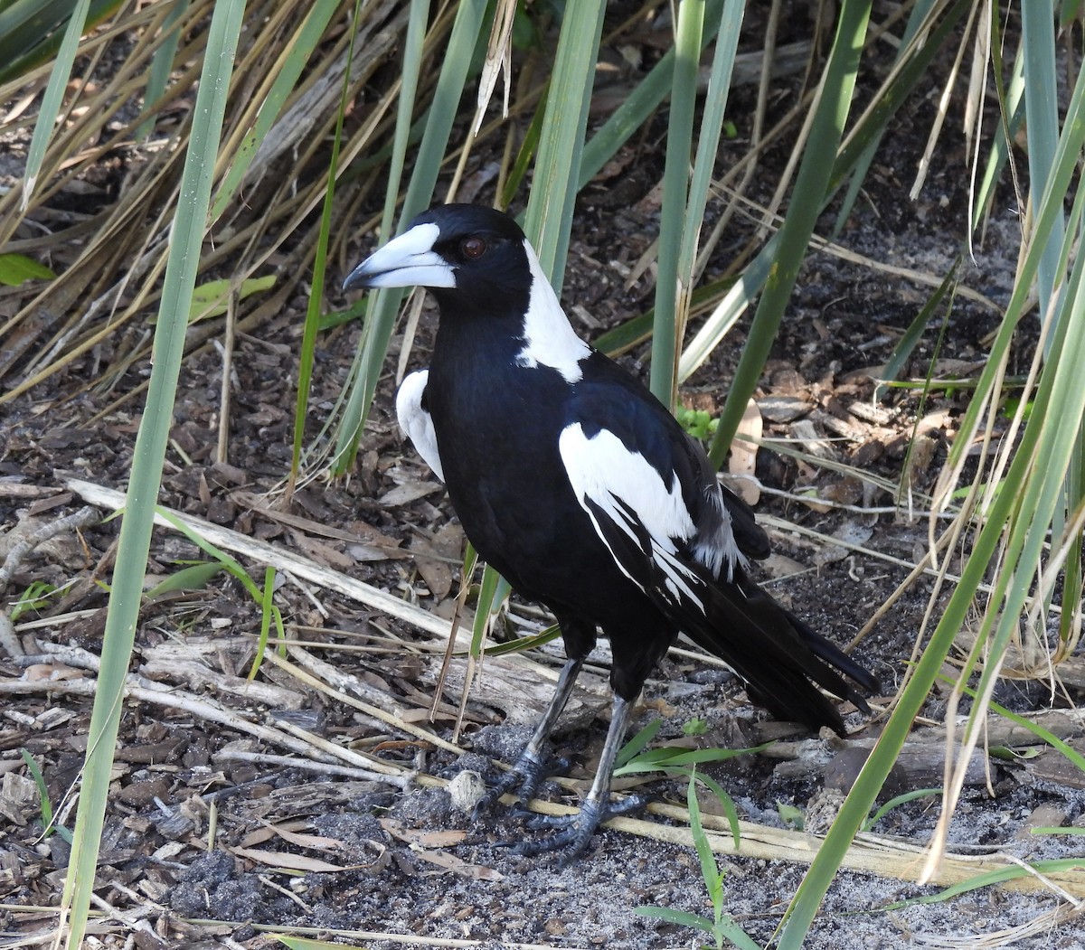 flétňák australský - ML646269655