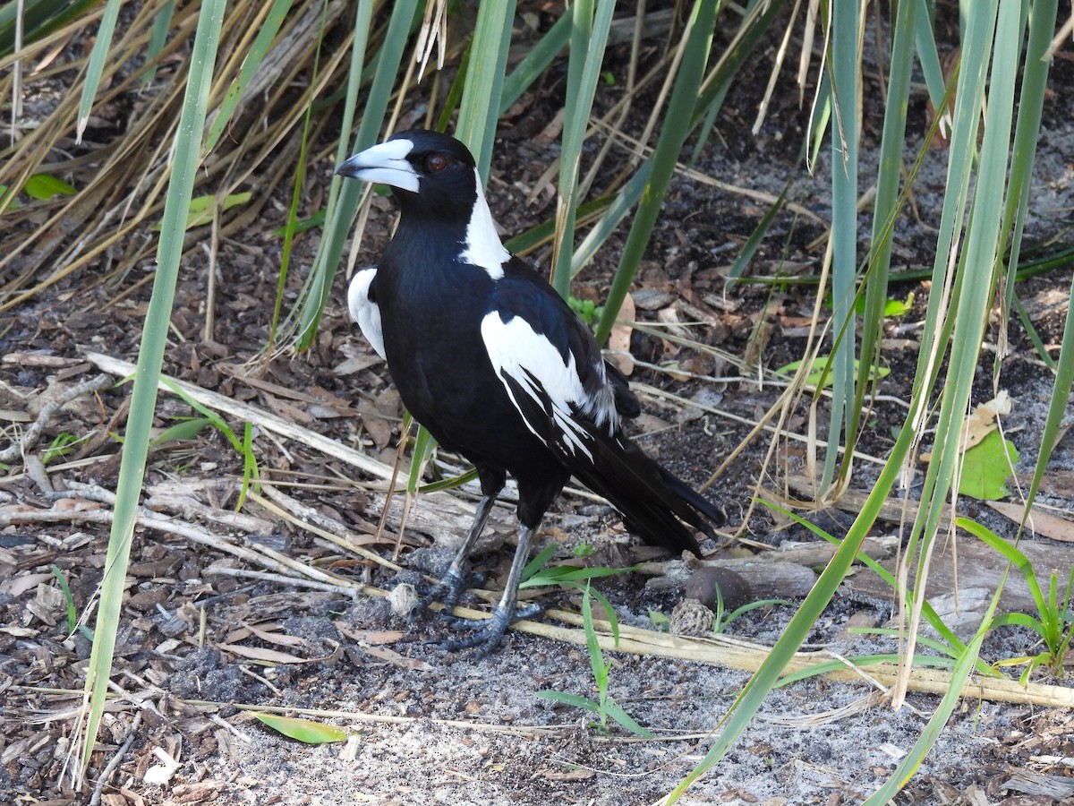 flétňák australský - ML646269656