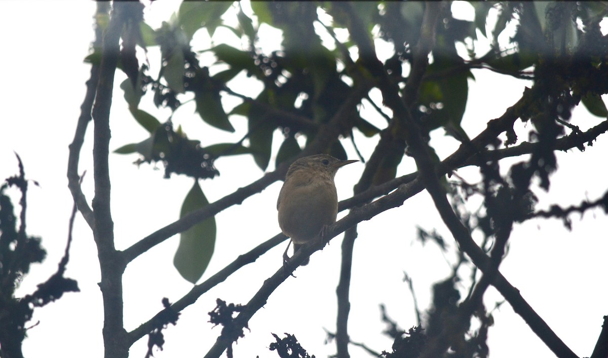 Southern House Wren - ML646269657