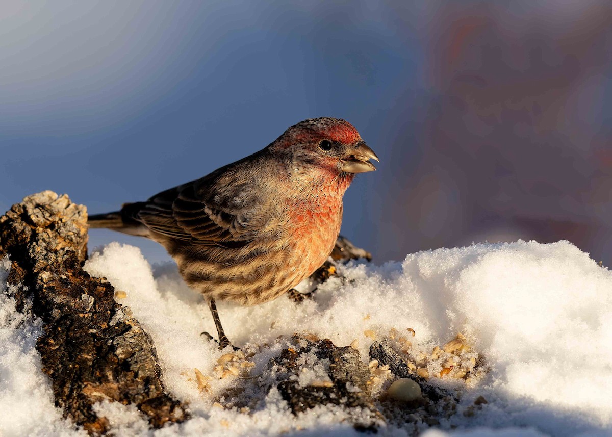House Finch - ML646269659