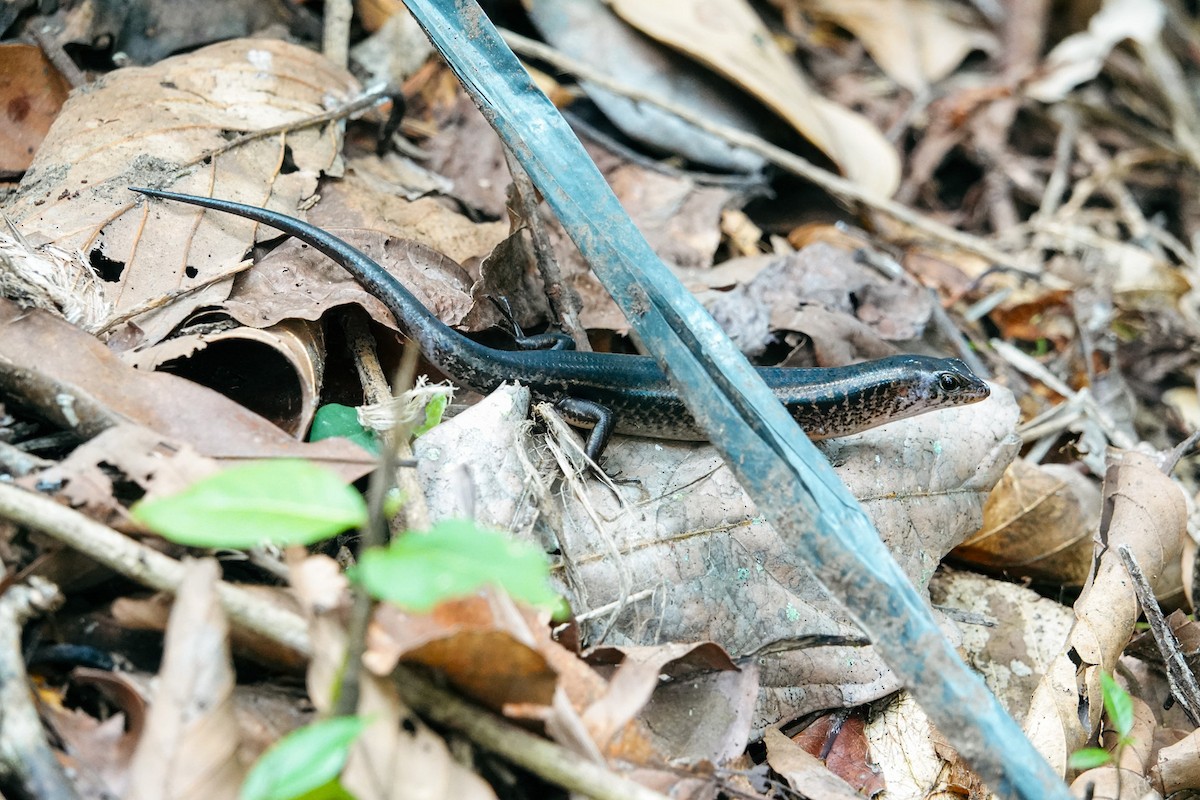 Animaux - ML646269660