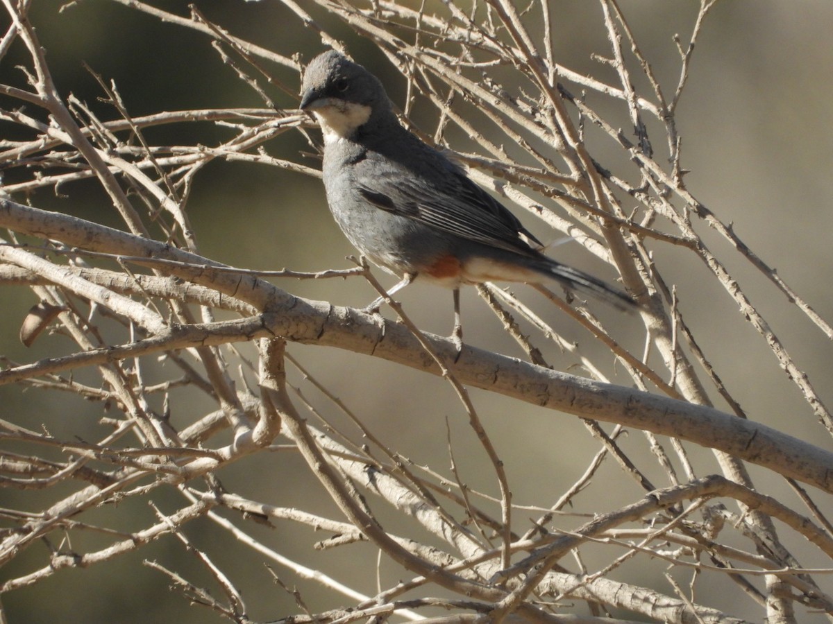 Diuca Finch - ML646269664