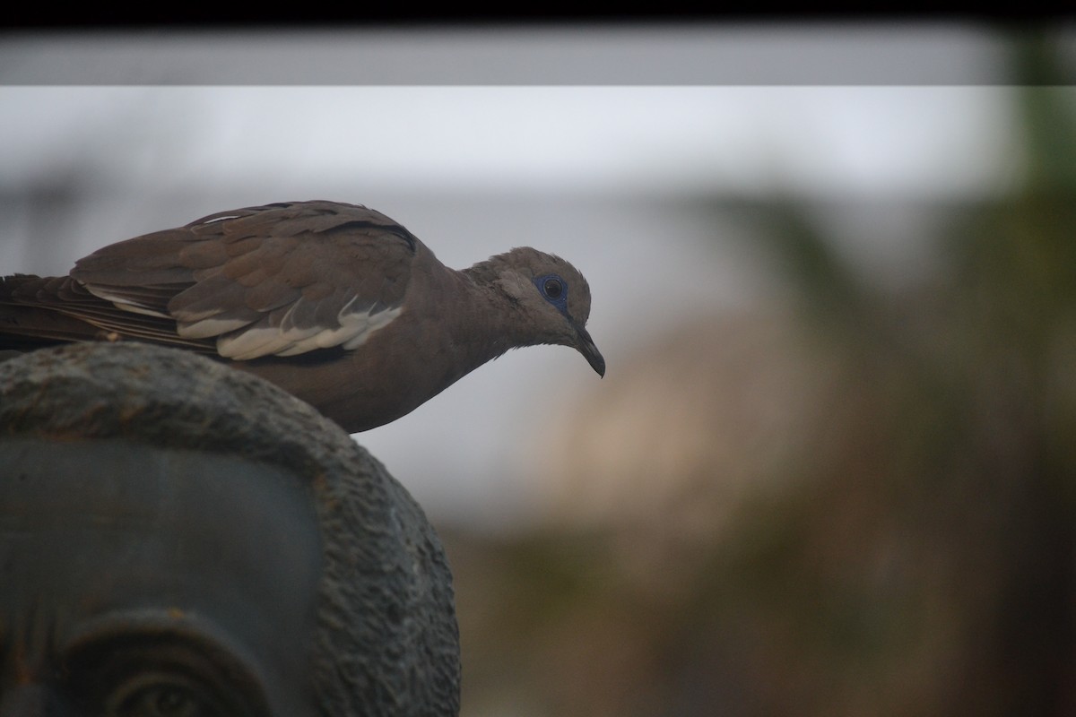 West Peruvian Dove - ML646269666