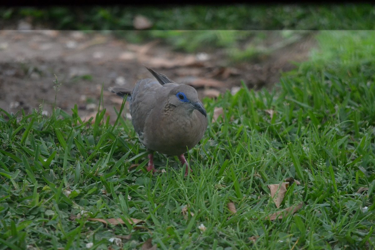 West Peruvian Dove - ML646269667