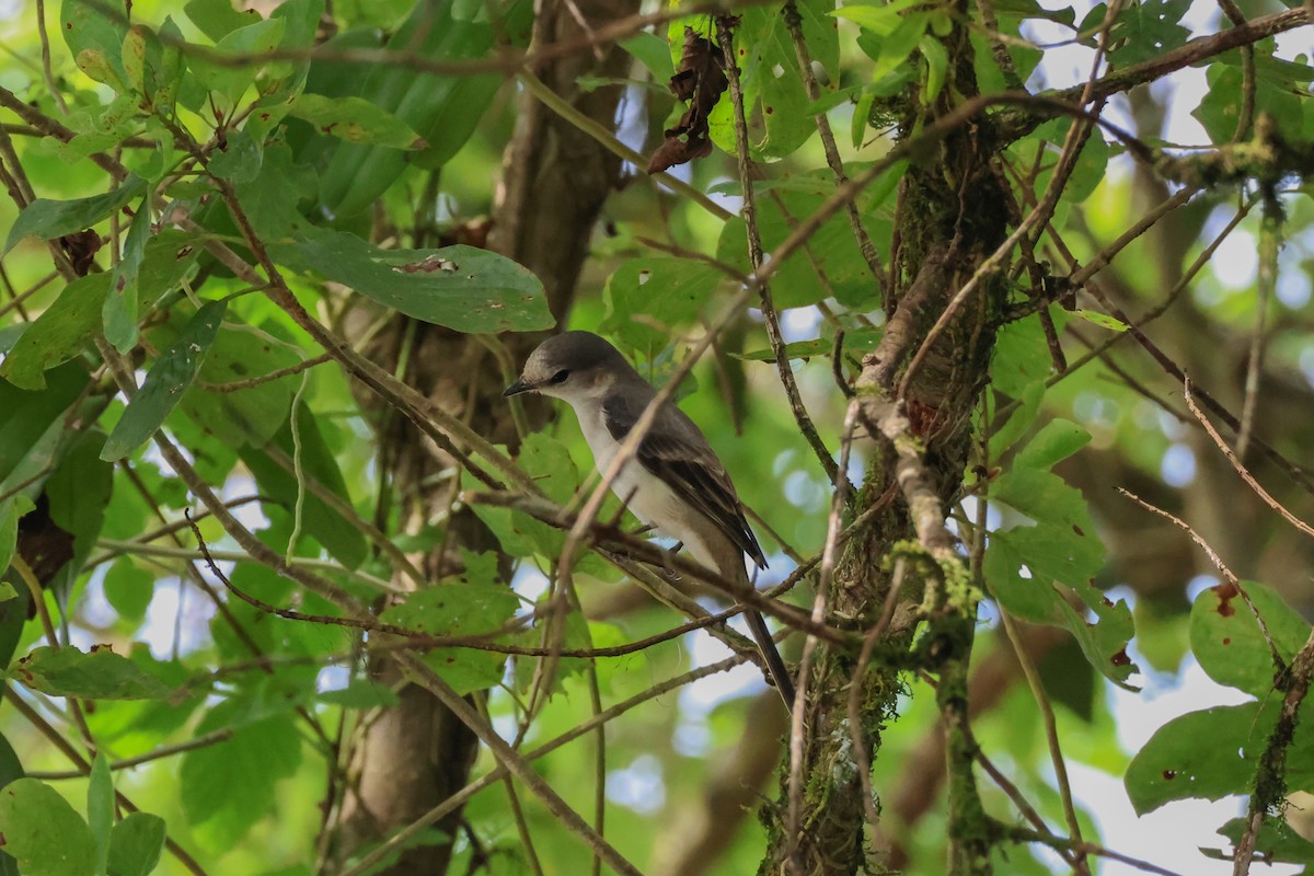 Brown-rumped Minivet - ML646269669