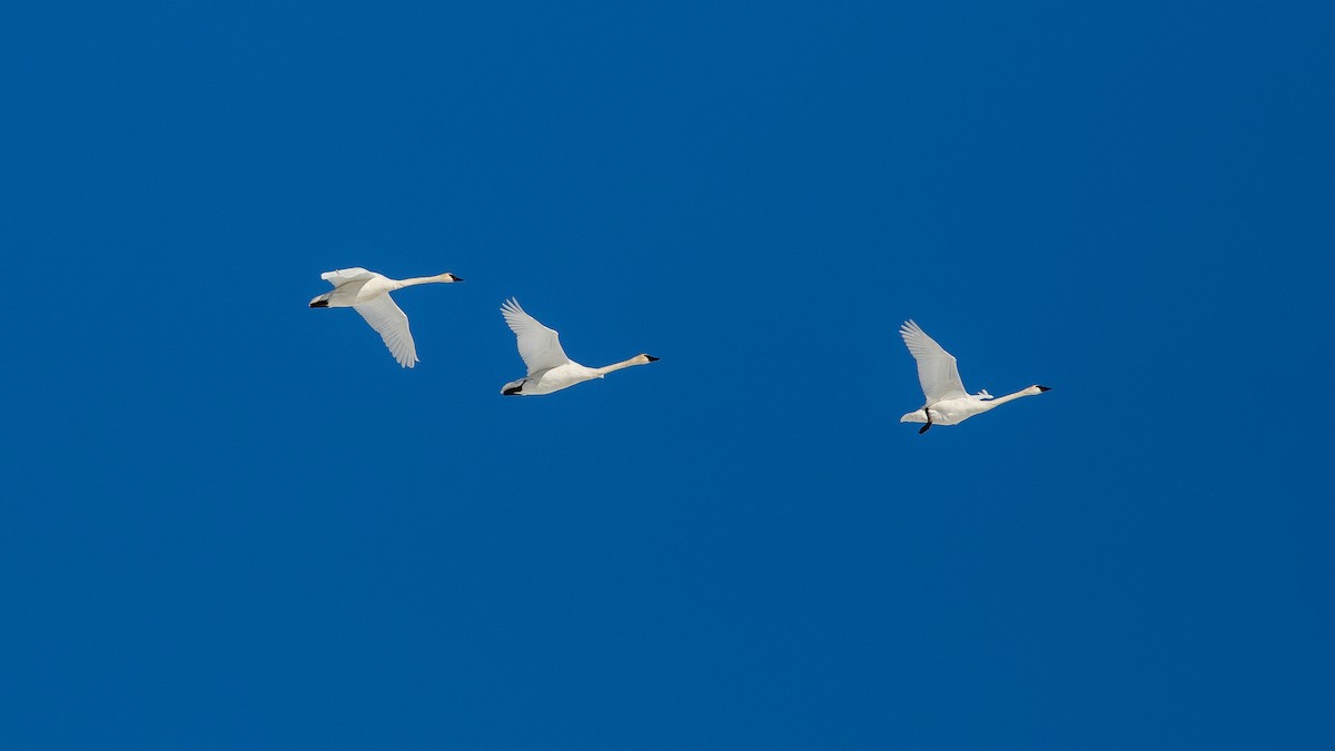 Trumpeter Swan - ML646269670