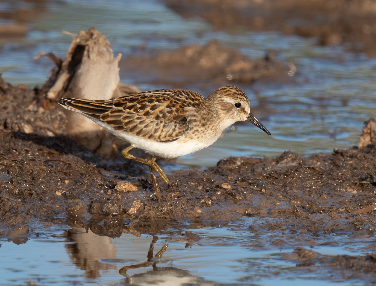 アメリカヒバリシギ - ML646269675