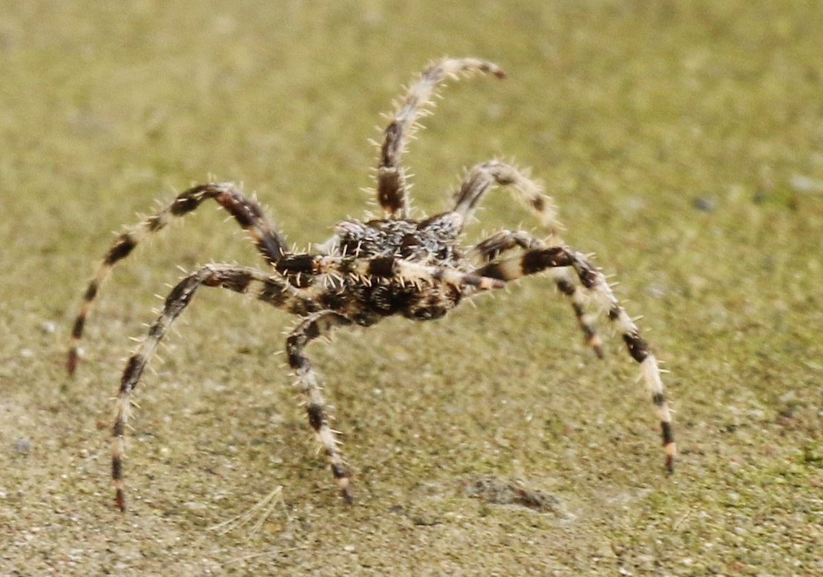 Thinlegged Wolf Spiders - ML646269683