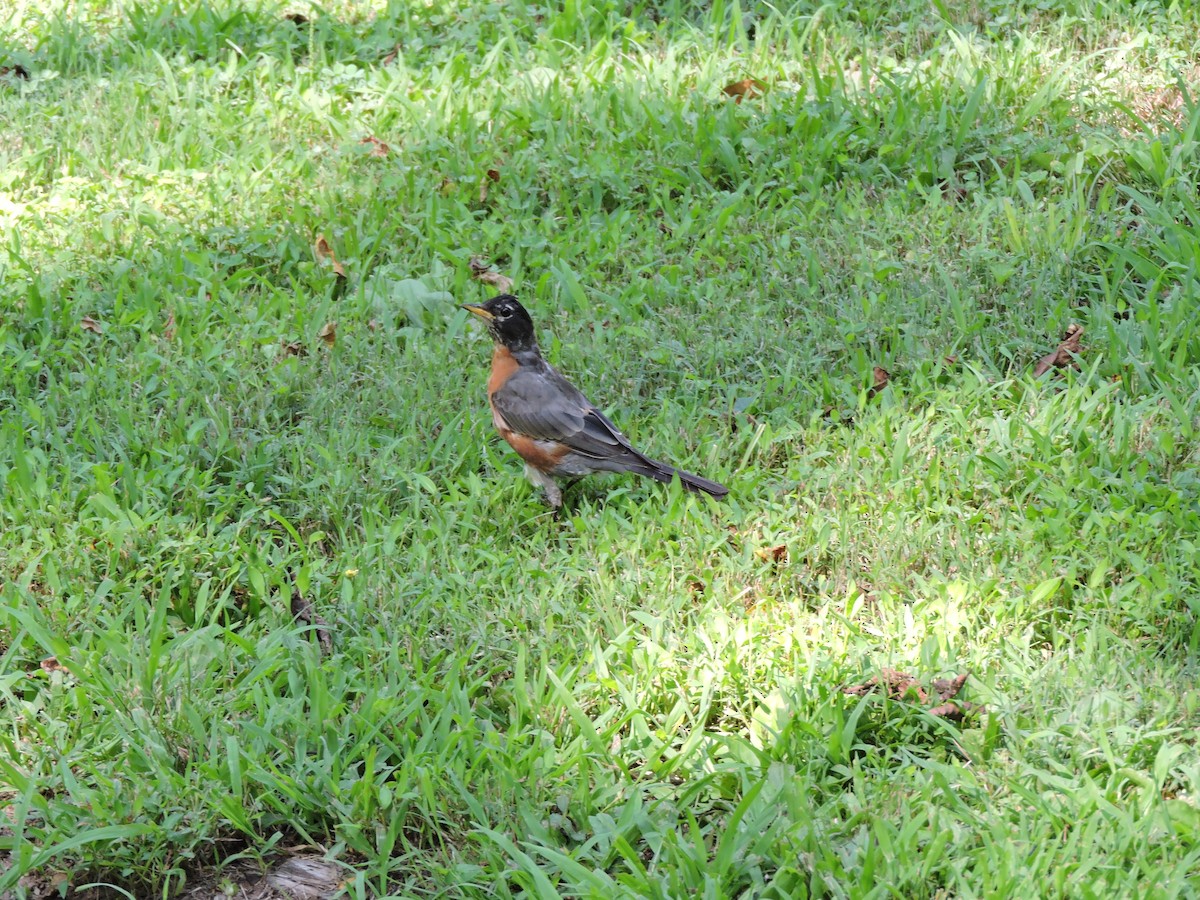 American Robin - ML646269685