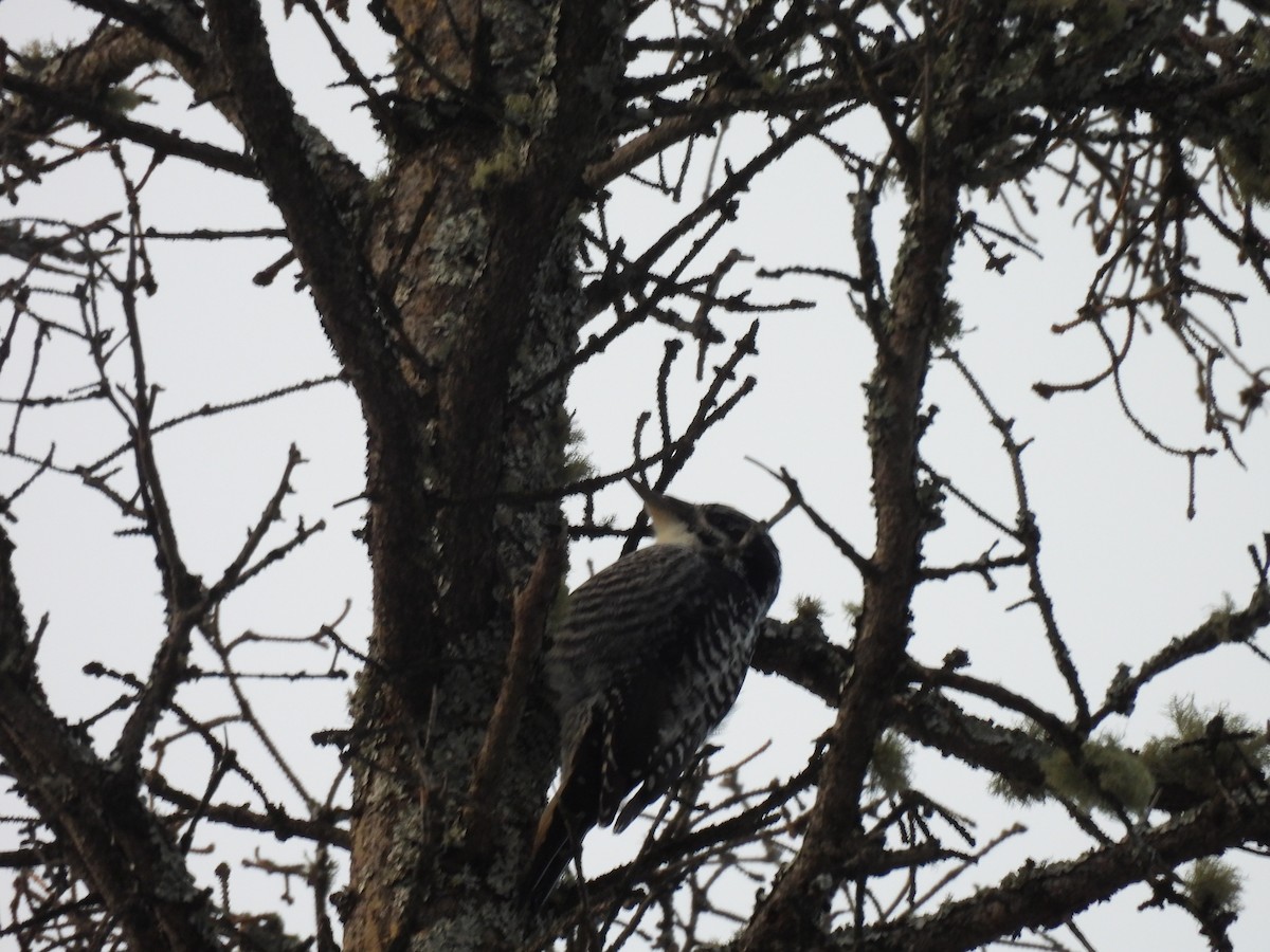 American Three-toed Woodpecker - ML646269686