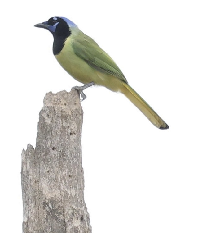 インカサンジャク - ML646269688