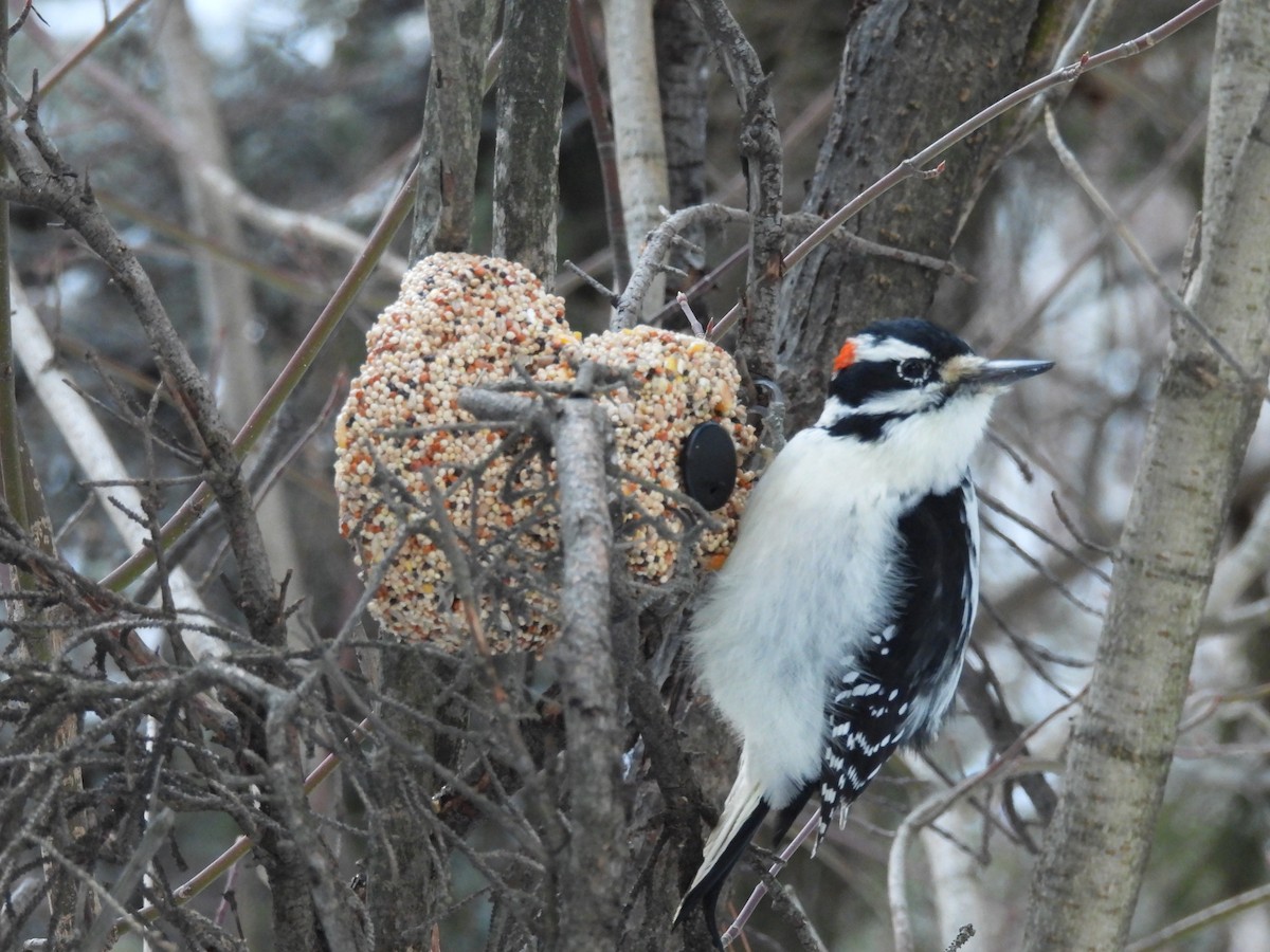 Hairy Woodpecker - ML646269693