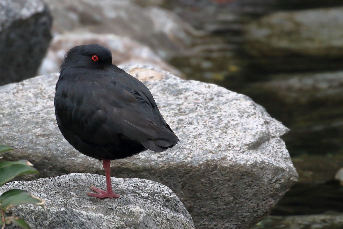 Variable Oystercatcher - ML646269698