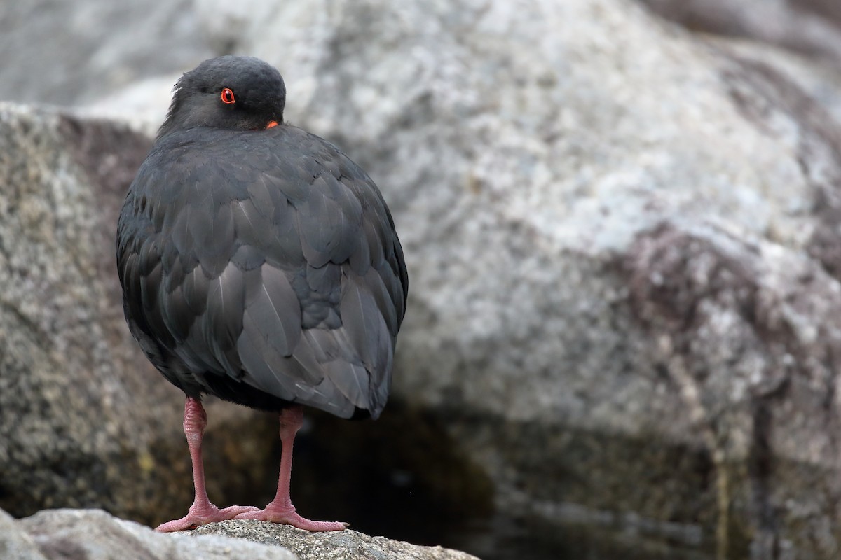 Variable Oystercatcher - ML646269699