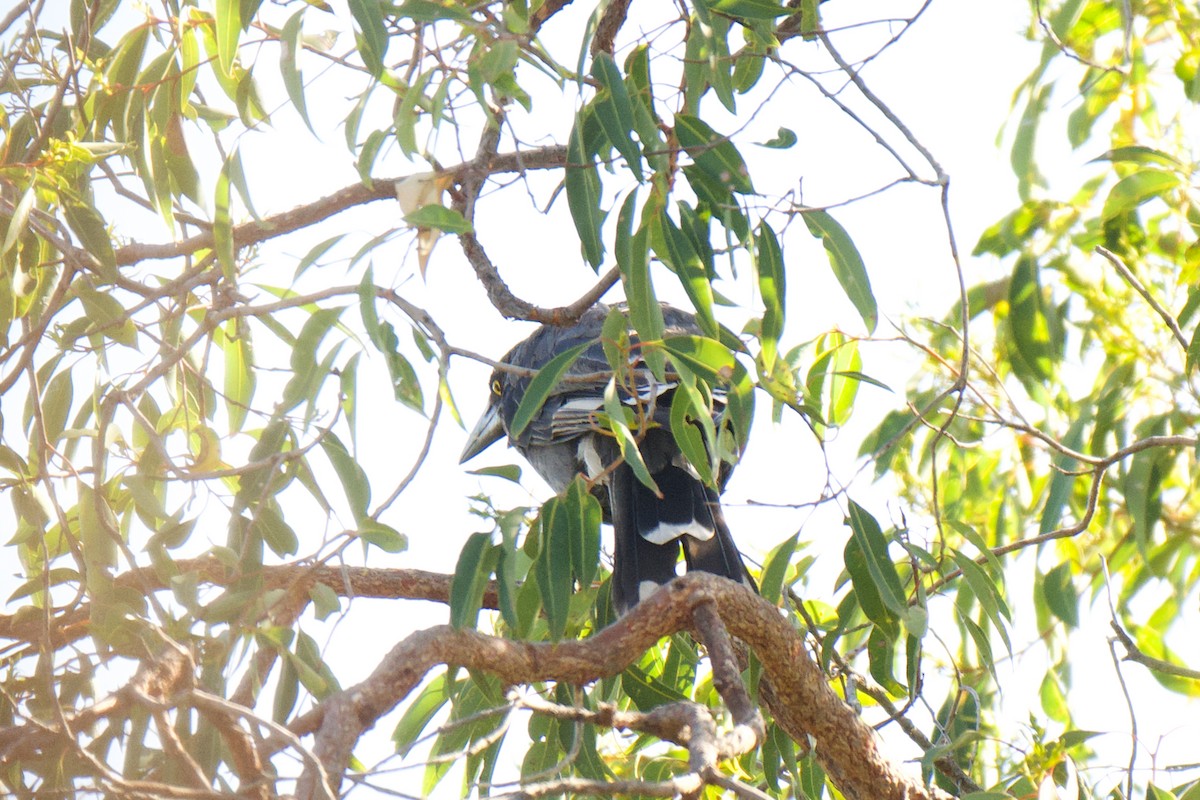 Gray Currawong - ML646269701