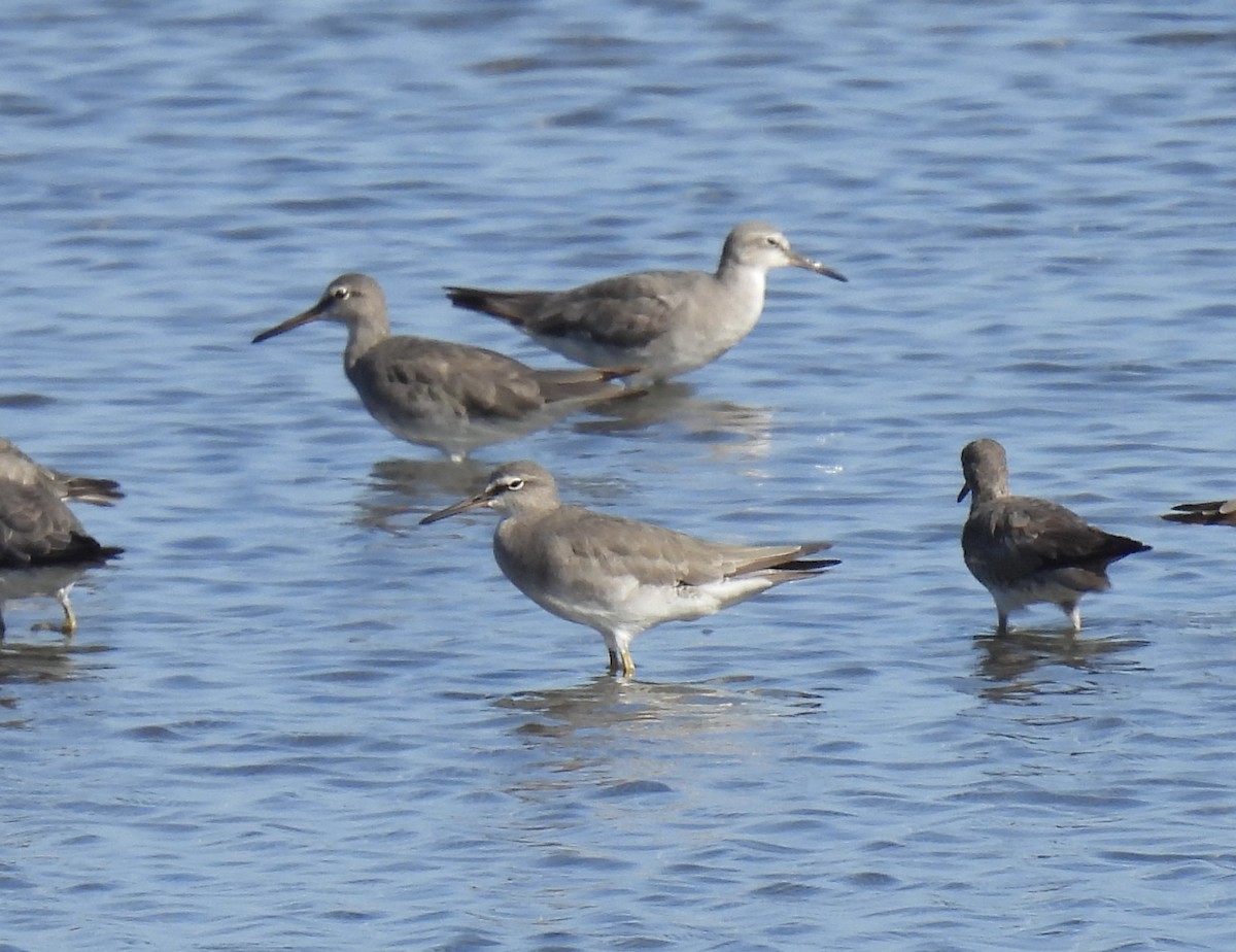 Gray-tailed Tattler - ML646269702