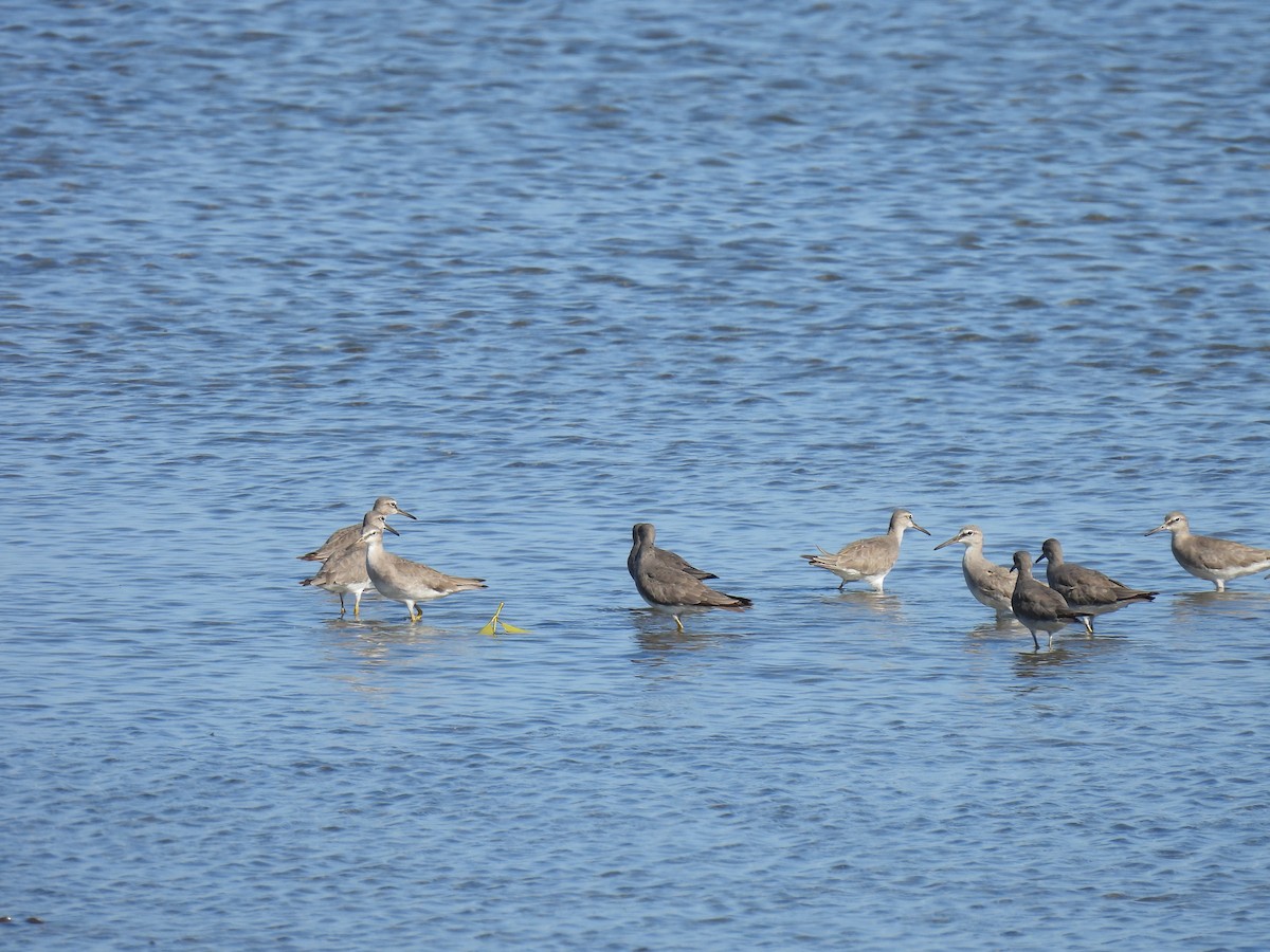 Gray-tailed Tattler - ML646269703