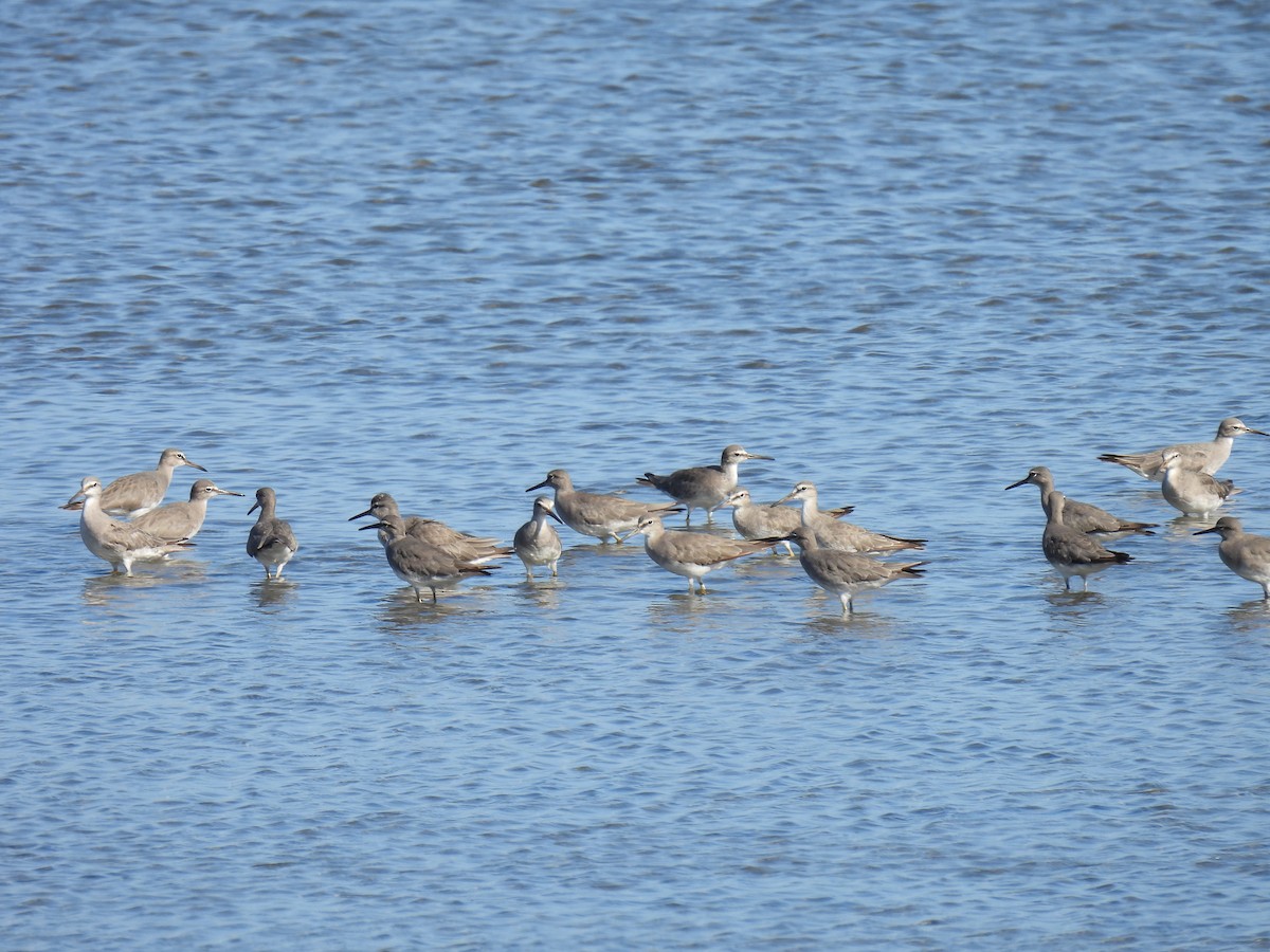 Gray-tailed Tattler - ML646269704