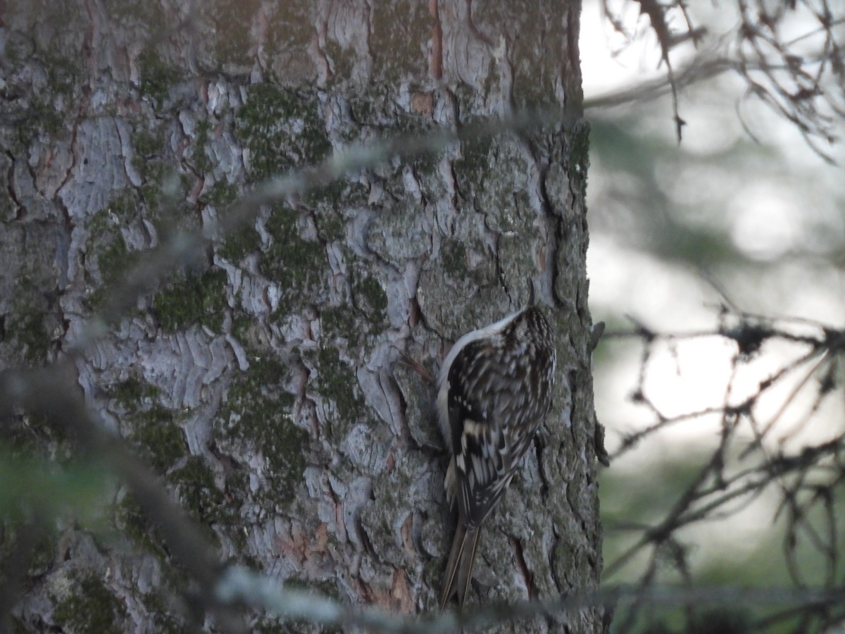 Brown Creeper - ML646269705