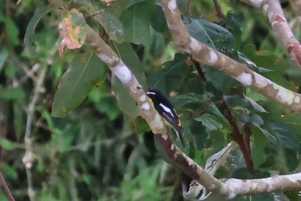 マミジロキビタキ - ML646269710