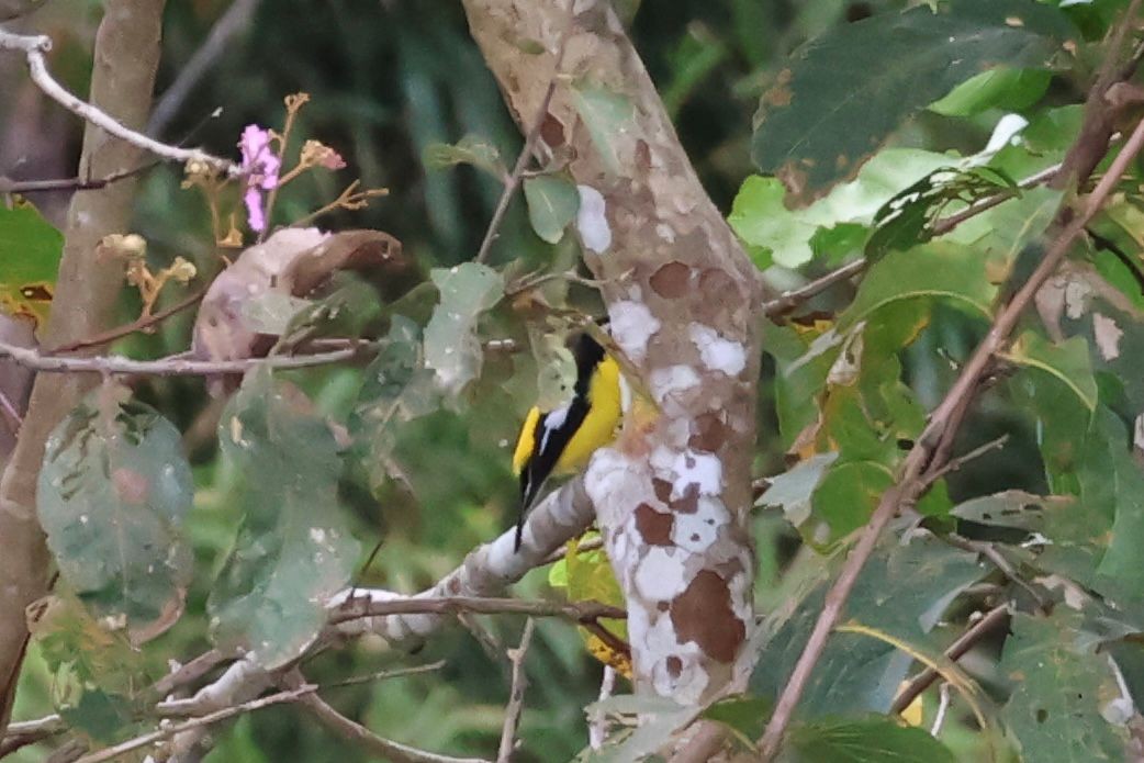 マミジロキビタキ - ML646269711