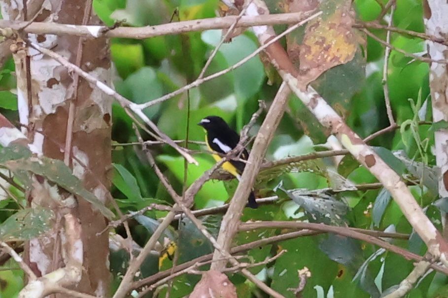 マミジロキビタキ - ML646269712