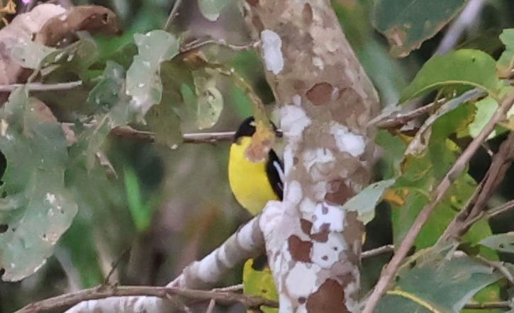 マミジロキビタキ - ML646269713