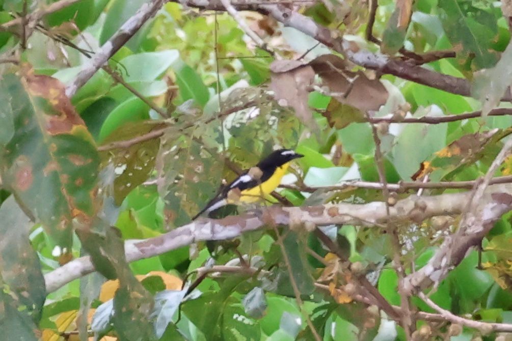 マミジロキビタキ - ML646269715