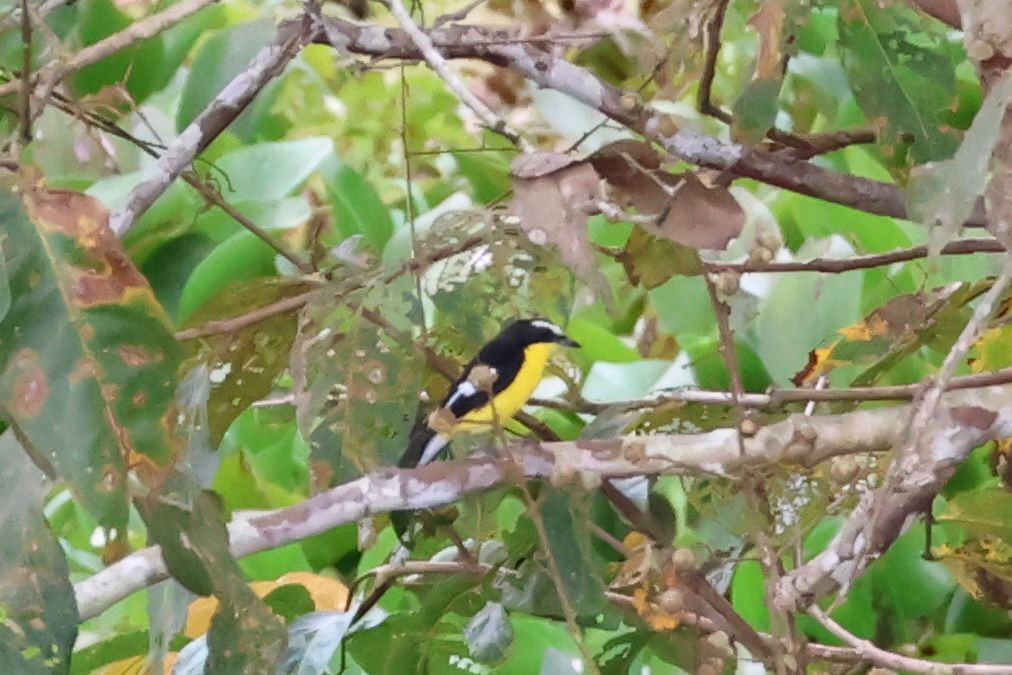 マミジロキビタキ - ML646269716