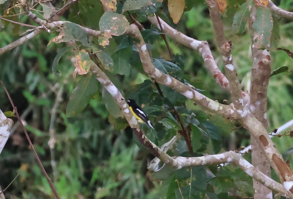 マミジロキビタキ - ML646269717