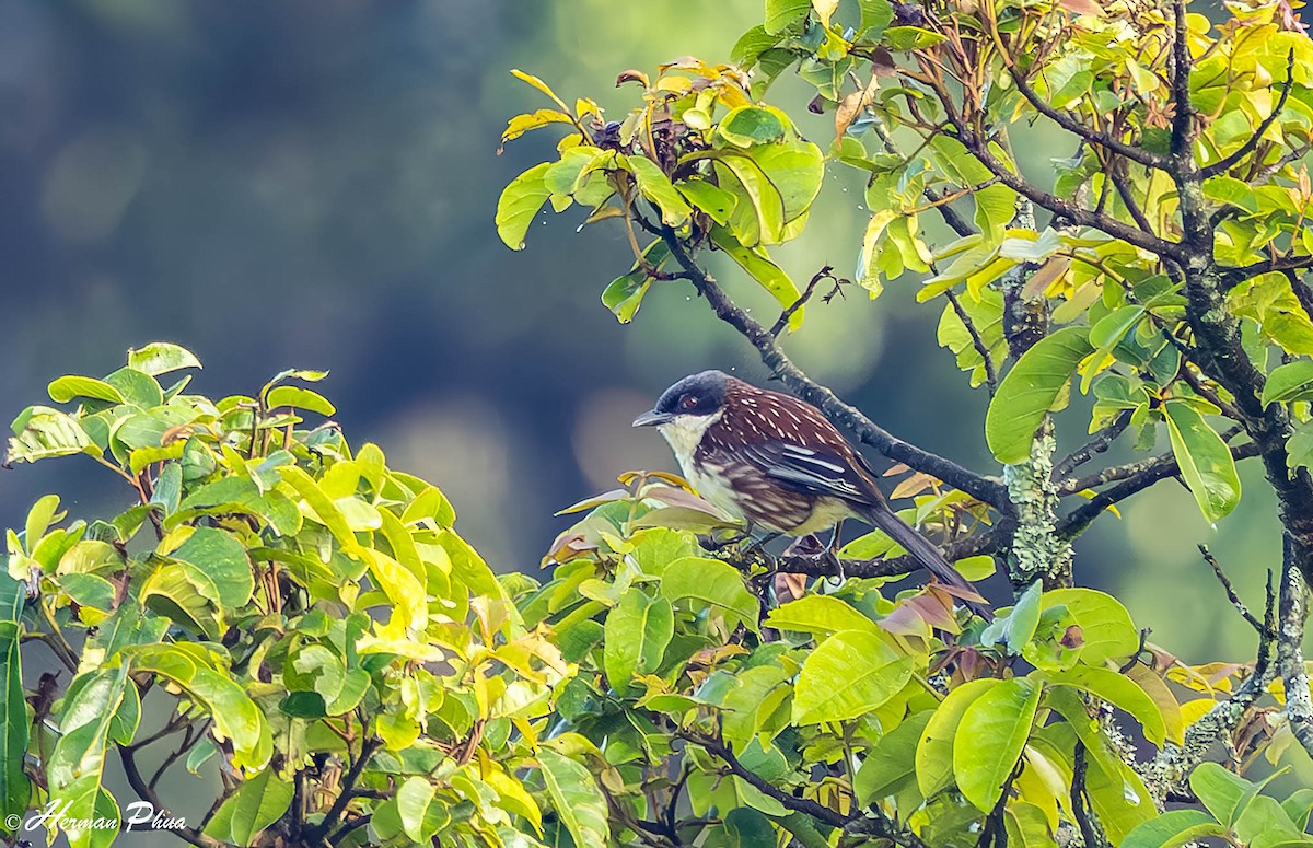 Spotted Crocias - ML646269719