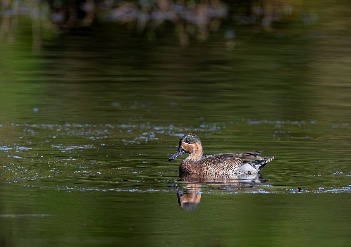 Blue-winged x Green-winged Teal (hybrid) - ML646269724