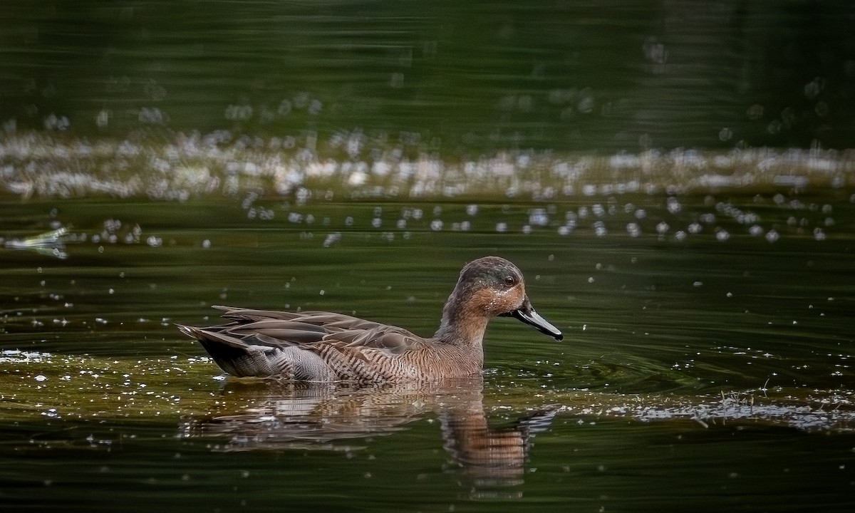 Blue-winged x Green-winged Teal (hybrid) - ML646269725