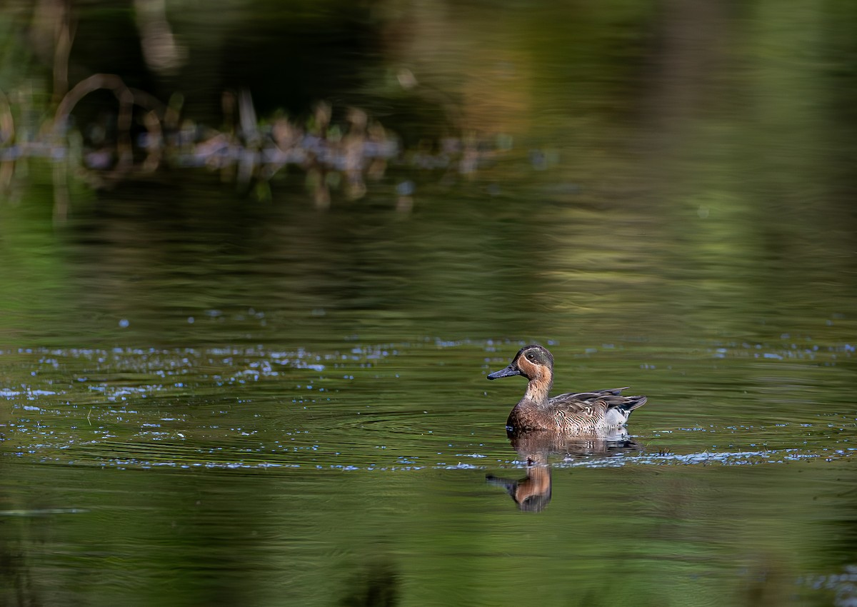 Blue-winged x Green-winged Teal (hybrid) - ML646269726