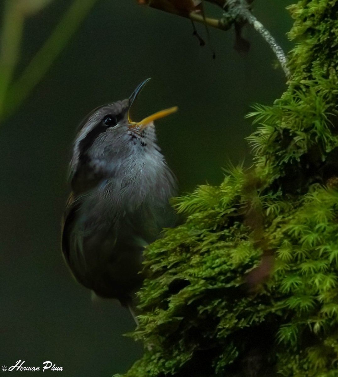 Javan Tesia - ML646269731