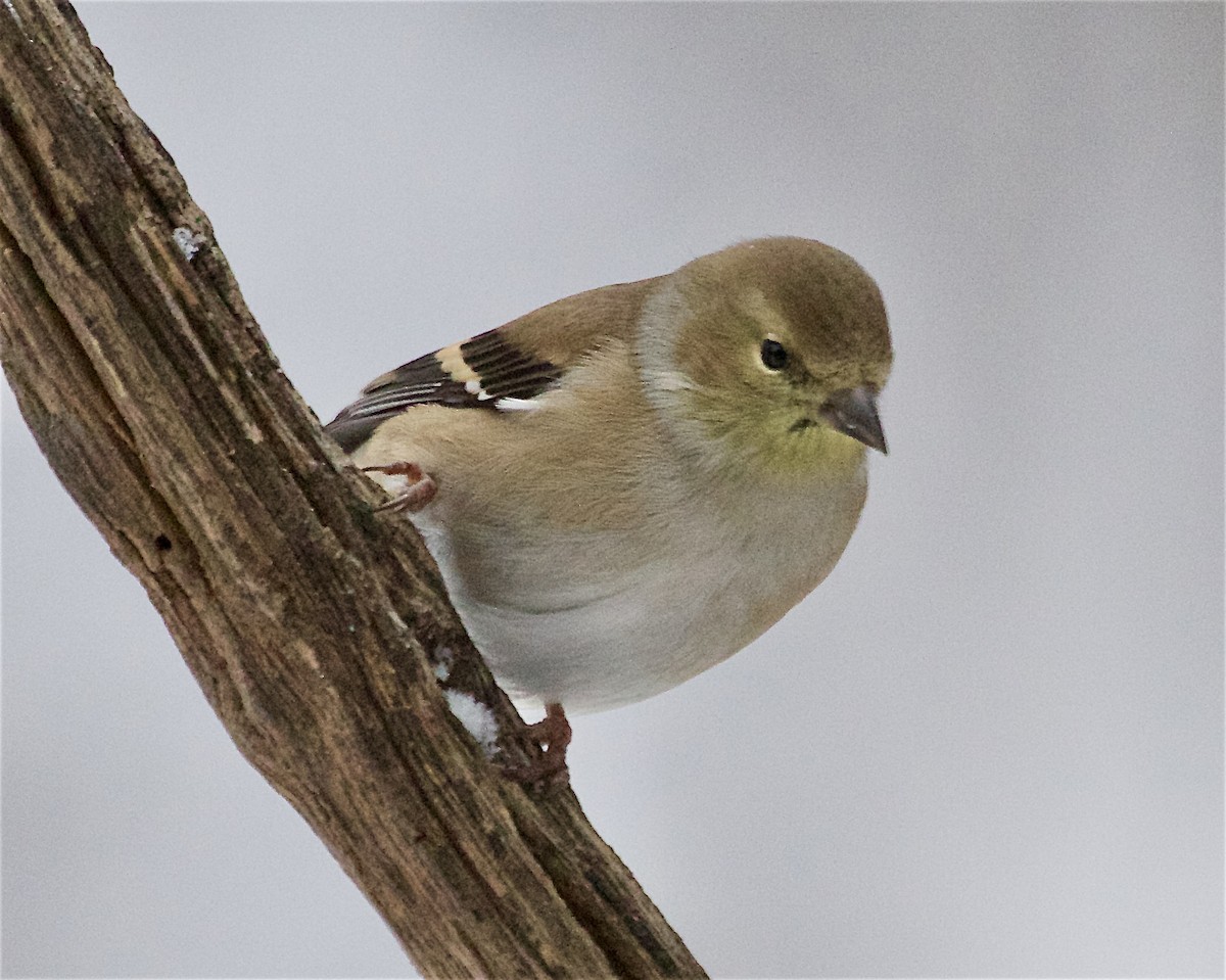 American Goldfinch - ML646269733