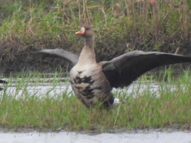 Greater White-fronted Goose - ML646269735