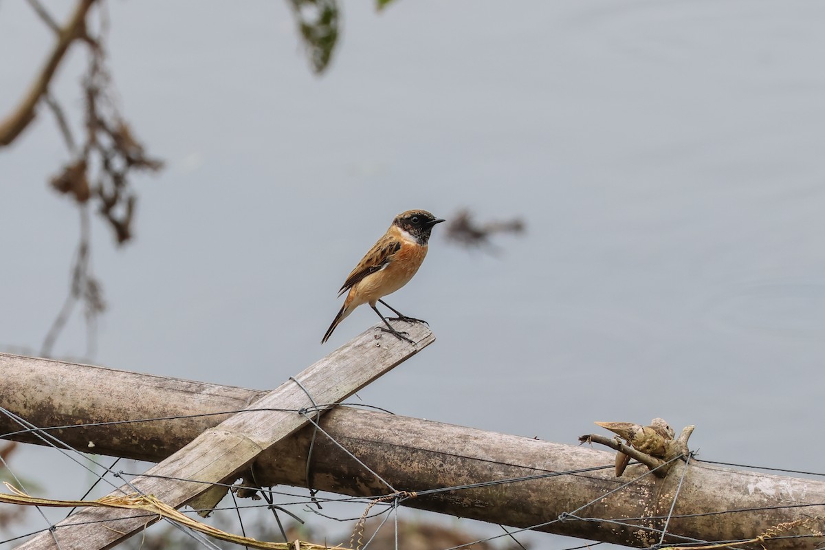 ノビタキ - ML646269737