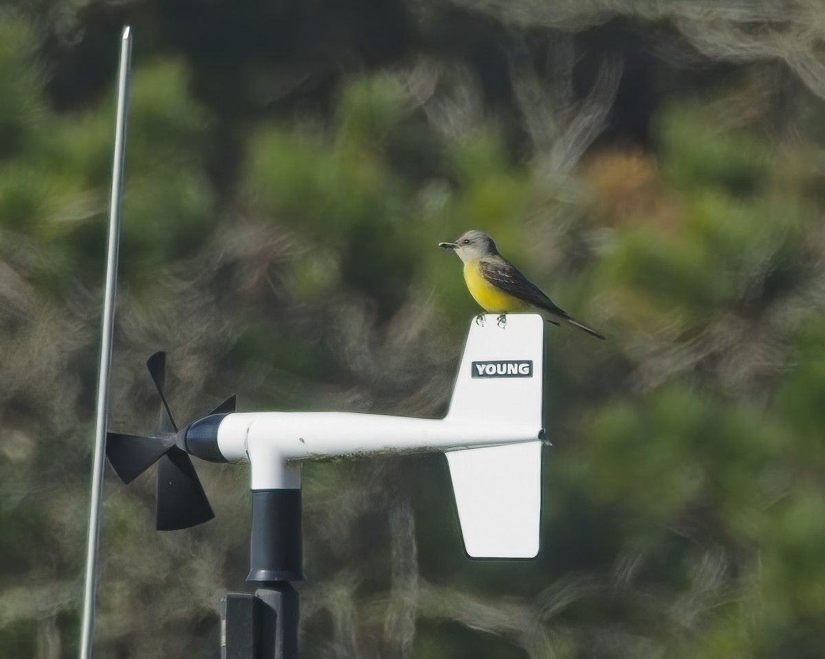 Tyran mélancolique - ML646269745