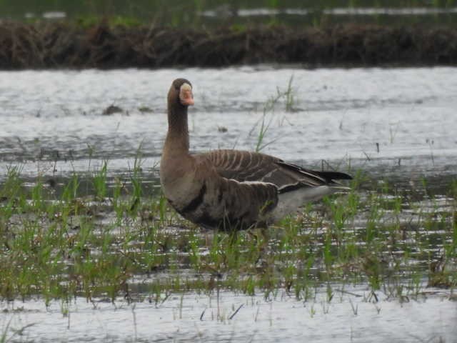 Greater White-fronted Goose - ML646269746
