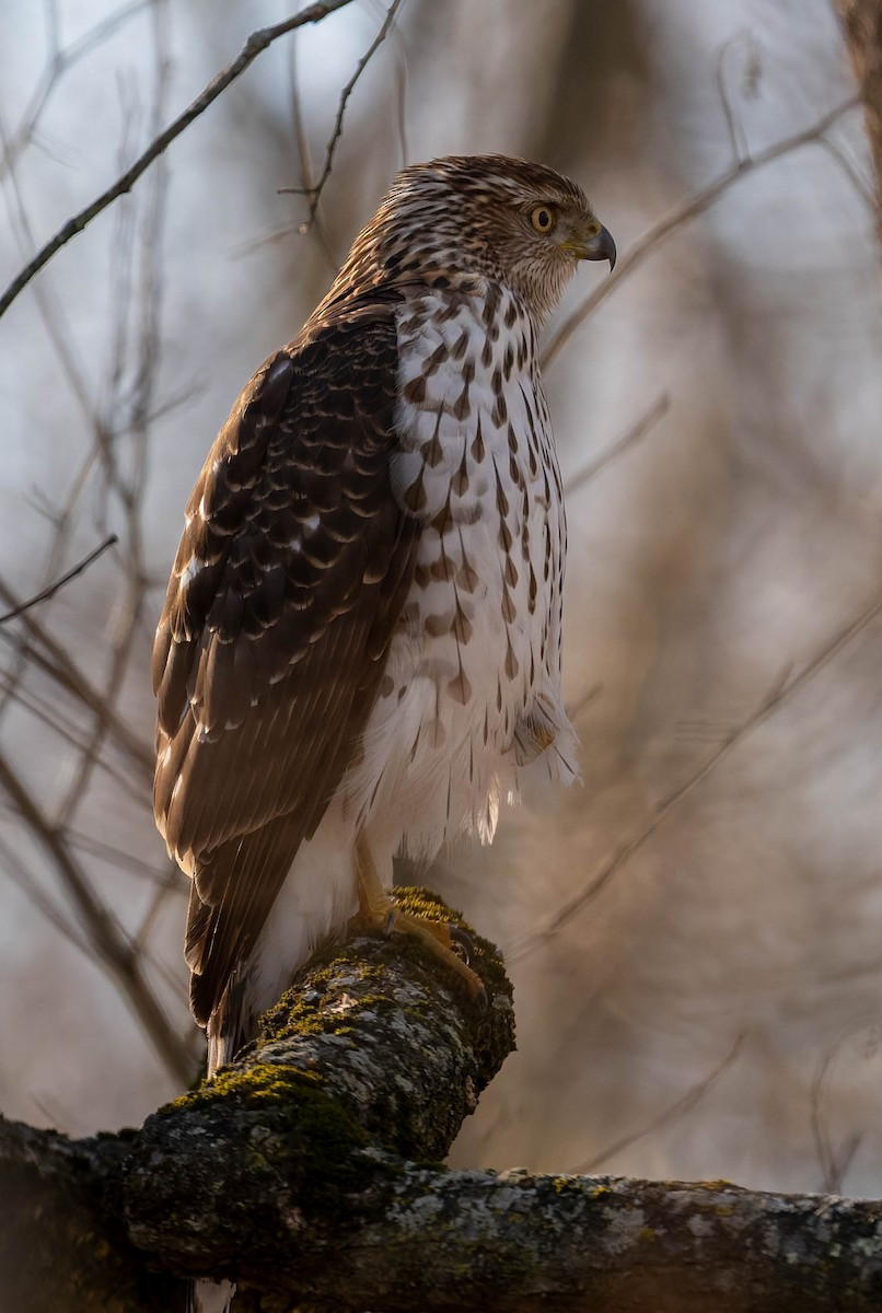 Cooper's Hawk - ML646269747