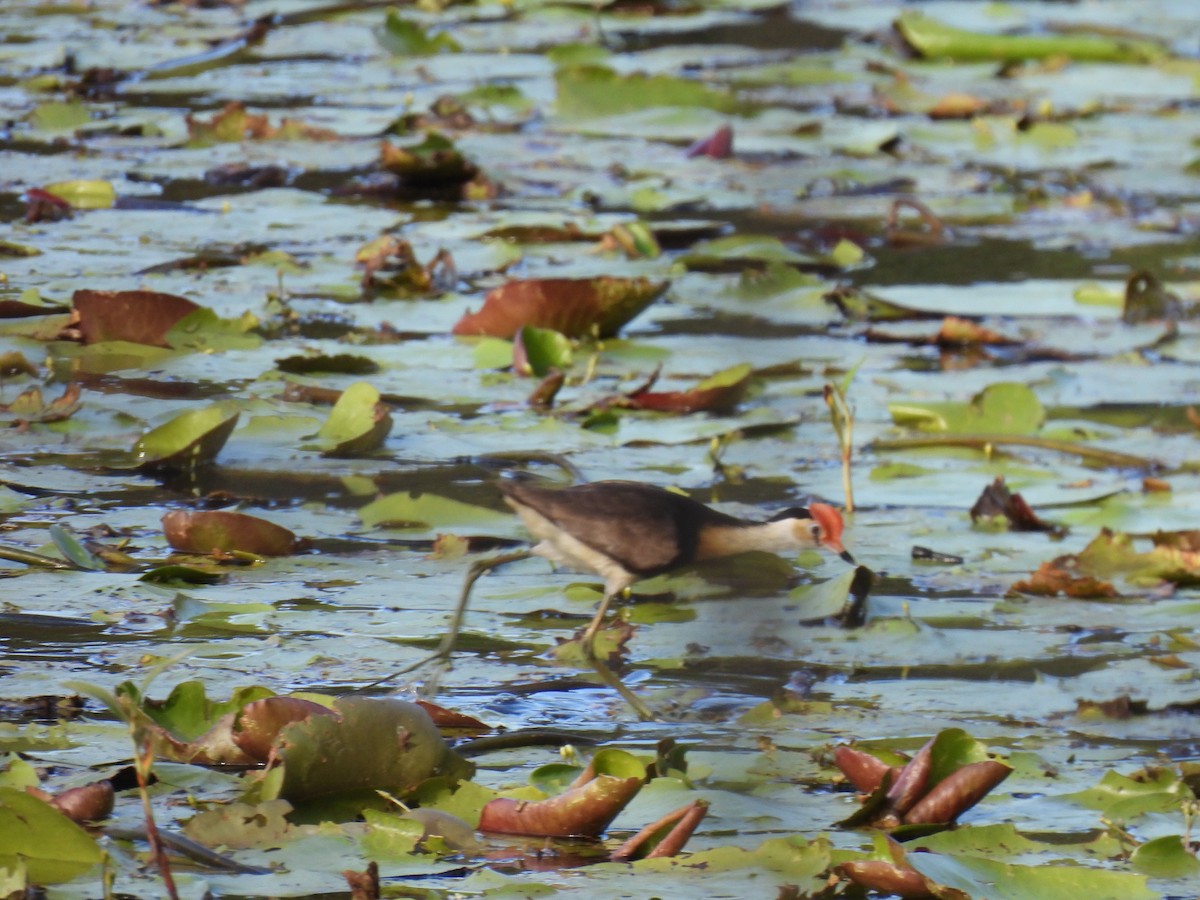 ostnák lotosový - ML646269748