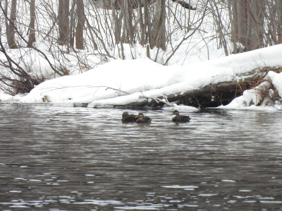American Black Duck - ML646269750