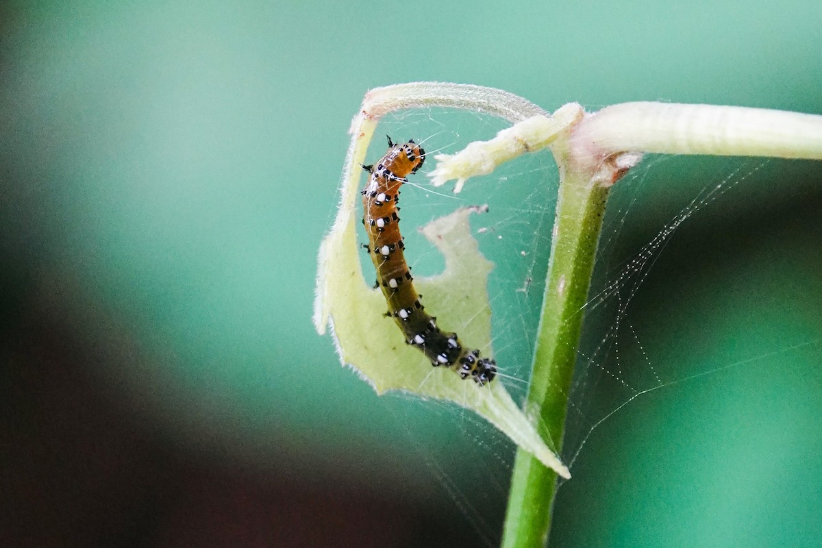 Animaux - ML646269751