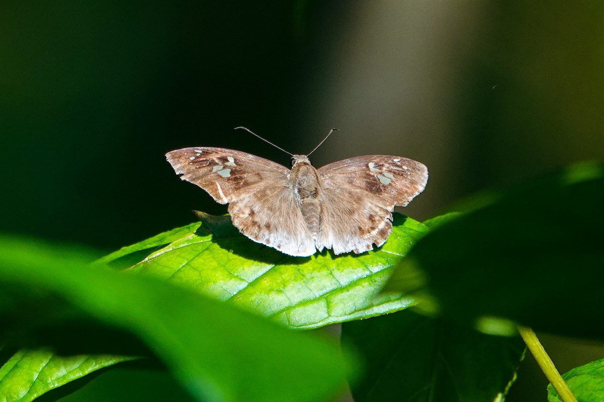 Animaux - ML646269752