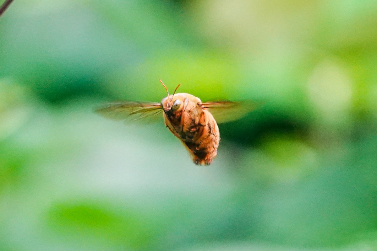 Animaux - ML646269753