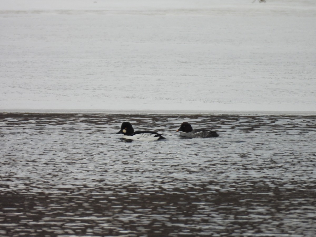 Common Goldeneye - ML646269755