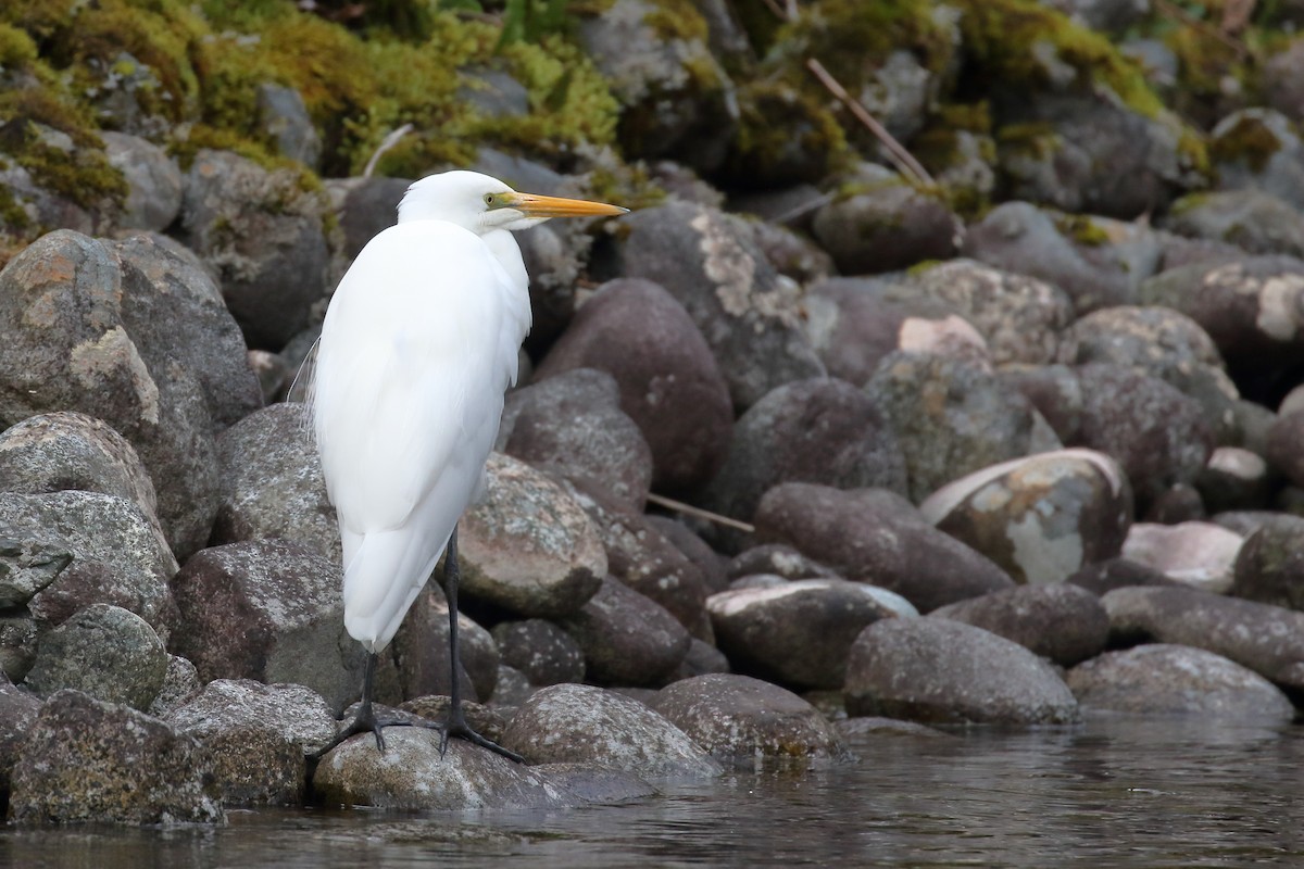 Great Egret - ML646269756